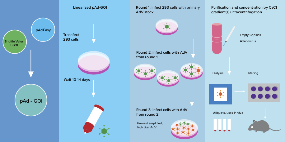 Adenoviral Vector Production and Troubleshooting